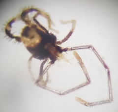 Erythraeoidea