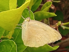 Catopsilia pyranthe