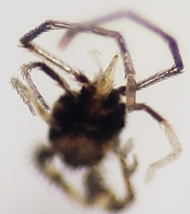 Erythraeoidea