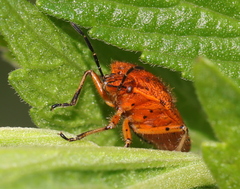 Agonoscelis venosa