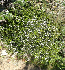 Agathosma riversdalensis