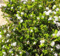 Agathosma riversdalensis