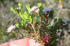 Agathosma riversdalensis