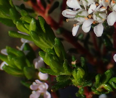 Agathosma riversdalensis