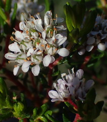 Agathosma riversdalensis