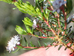 Agathosma riversdalensis