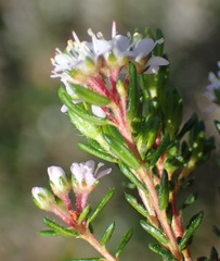 Agathosma riversdalensis