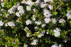 Agathosma riversdalensis