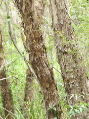 Leptospermum brachyandrum
