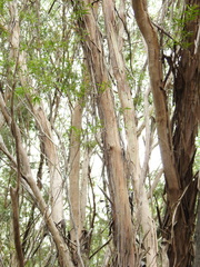 Leptospermum brachyandrum