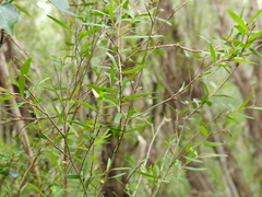 Leptospermum brachyandrum