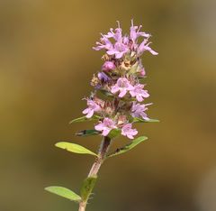Thymus kosteleckyanus