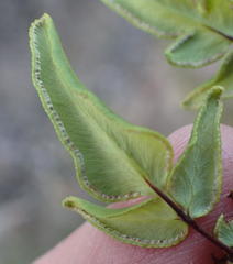 Cheilanthes viridis viridis
