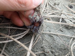 Porrhothele antipodiana