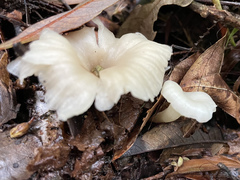 Singerocybe humilis
