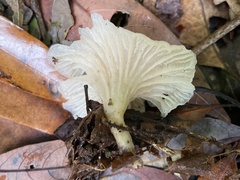 Singerocybe humilis