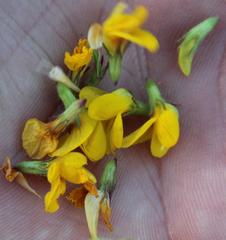 Lotus corniculatus corniculatus