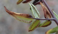 Cheilanthes viridis viridis