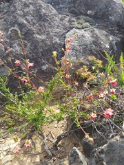 Hermannia filifolia