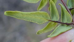 Cheilanthes viridis viridis
