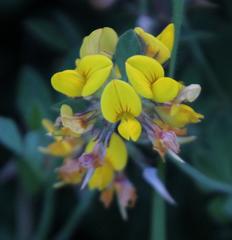 Lotus corniculatus corniculatus