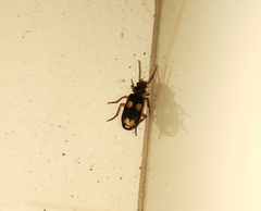 Omphrina
