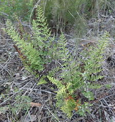 Cheilanthes viridis viridis