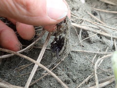 Porrhothele antipodiana