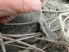 Porrhothele antipodiana