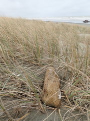 Porrhothele antipodiana