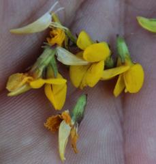 Lotus corniculatus corniculatus