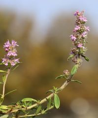 Thymus kosteleckyanus