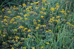Lotus corniculatus corniculatus