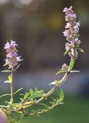 Thymus kosteleckyanus