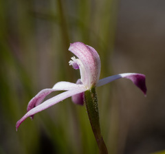 Caladenia clarkiae