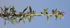 Thymus kosteleckyanus