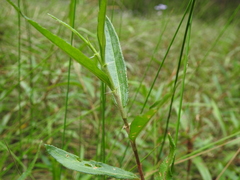 Persicaria subsessilis