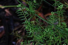 Platysace