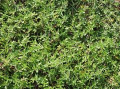 Thymus kosteleckyanus