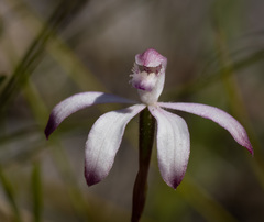 Caladenia clarkiae