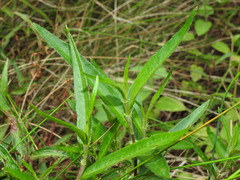 Persicaria subsessilis