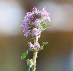 Thymus kosteleckyanus