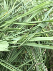 Atractomorpha sinensis sinensis