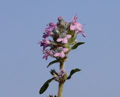 Thymus kosteleckyanus
