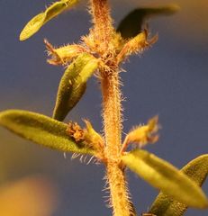 Thymus kosteleckyanus