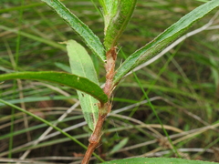 Persicaria subsessilis