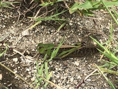 Locusta migratoria