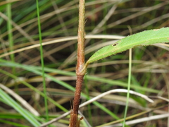 Persicaria subsessilis