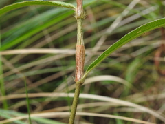 Persicaria subsessilis