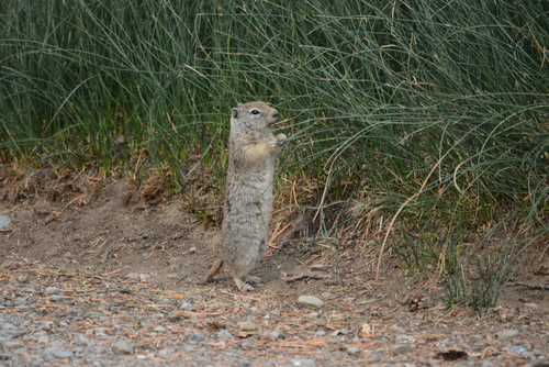 Belding's Ground Squirrel